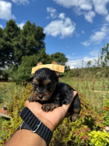 Yorkshire micro macho
