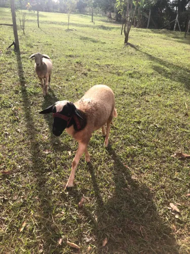 Casal de Carneiro
