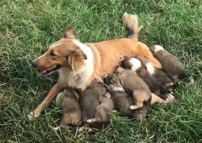 border collie x labrador