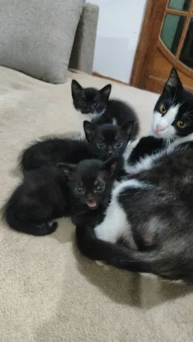 Filhotes de gato pra doação