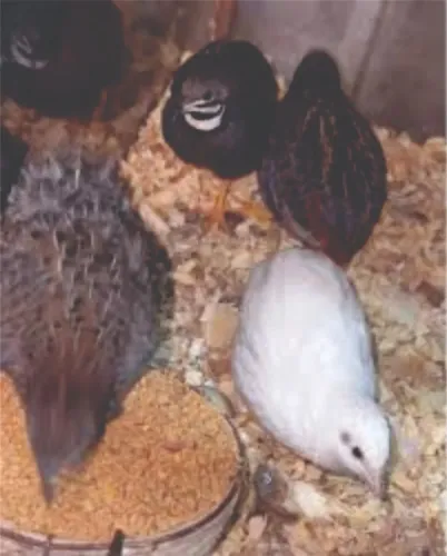 Codorna Chinesa