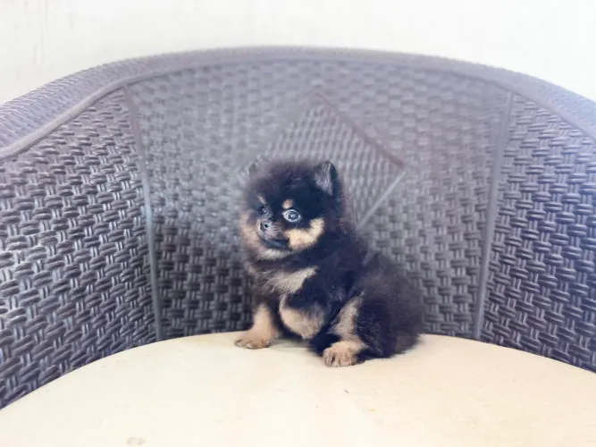 Lulu macho mini com pedigree