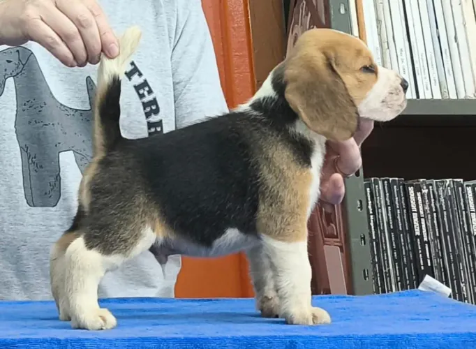 Beagle