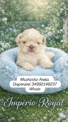Shihtzu Machinho Areia perfeito com pedigree!