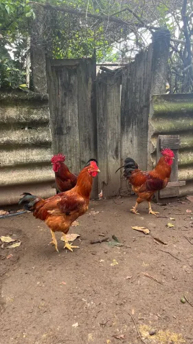 Galos Rhode Island Red
