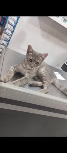 Gatinha para doação