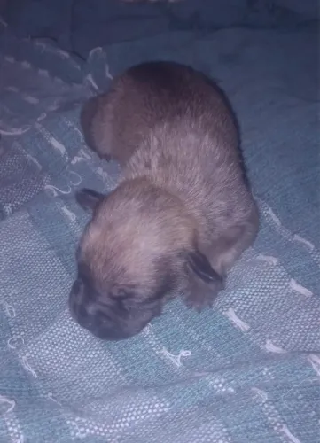 Cachorro macho da raça staff 