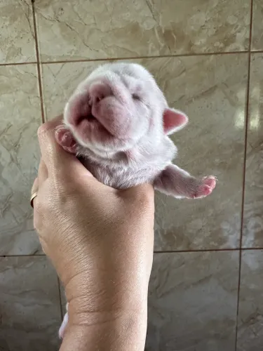 Buldogue Inglês 