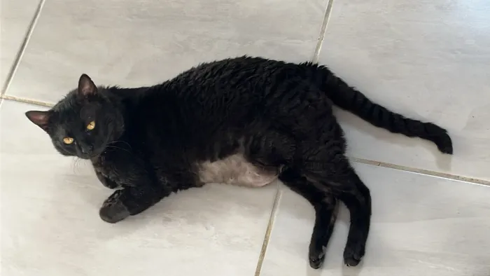 Estou doando gato adulto macho