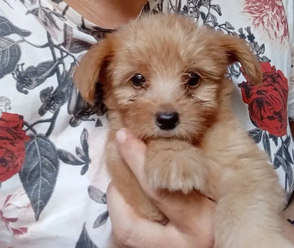 Filhote de Poodle Toy com Pincher