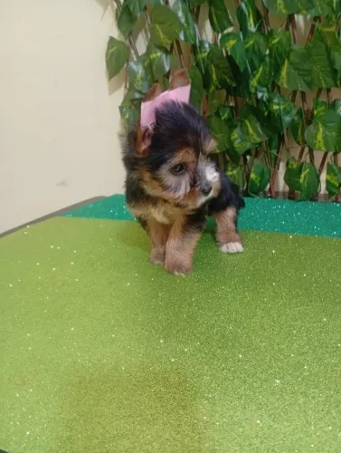 Yorkshire Terrier Padrão da Raça