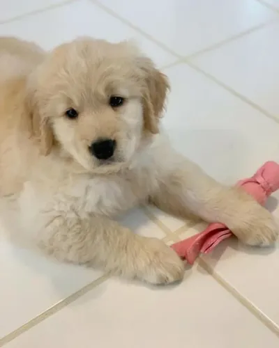 Filhotes de Golden Retriever | Filhote especial para deixar sua vida mais leve.