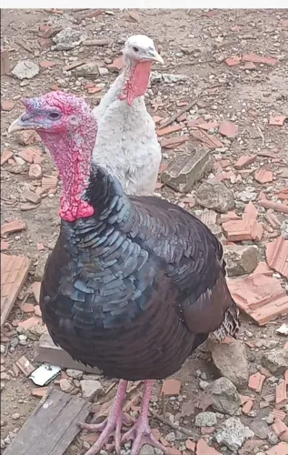 Vendo casal de peru $380 caçapava zap * 