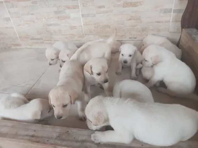 Labrador energia garantida