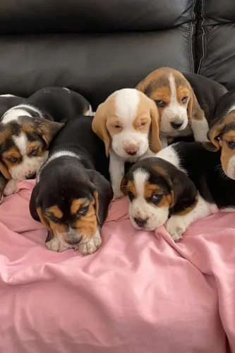 Beagle eles não pedem muito só amor e um cantinho