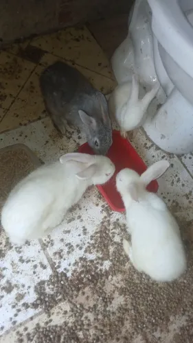 Vendo Coelho ? 