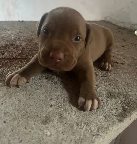 Filhotes de pitbull monster 