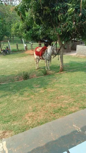 Mula mansa