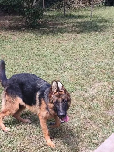 Vendo Pastores Alemães com 7 meses de idade! Com Excelente Pedigree, todas as vacinas!
