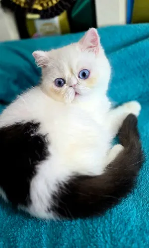 Filhote de gato persa de pelo curto ( exótico)