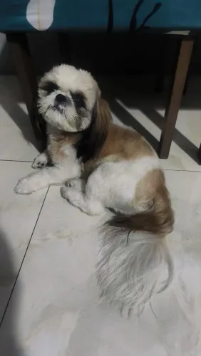 Shitzu, Lindo e Saudável, R$680