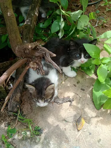 Doação de filhotes de gato