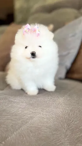 LULU DA POMERÂNIA COM PEDIGREE CBKC