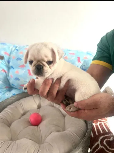 Pug linguagem Branca