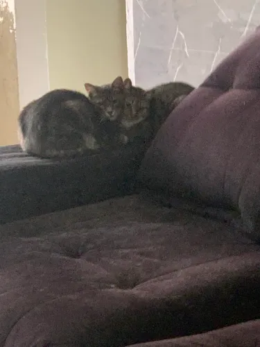 Adoção de gatos