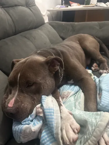 Doa-se pitbull 2 anos e meio