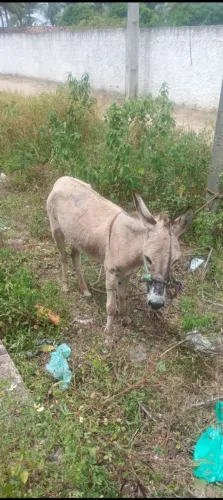 Burro