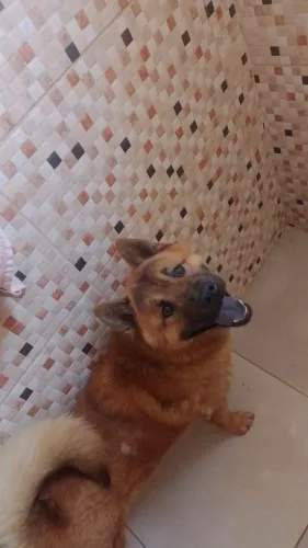 Chow Chow