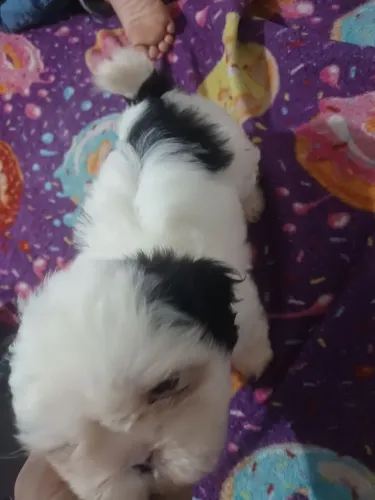 Shitzu fêmea 