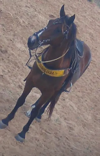 Cavalo de vaquejada 