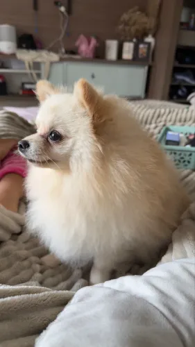 Lulu da pomerania