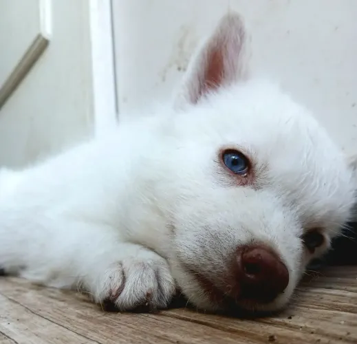 Filhote Husky Siberiano Fêmea