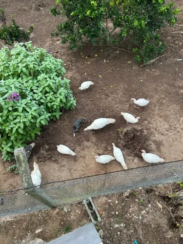 Vendo lote de Perus (9 fêmeas e 4 machos) - Fortes e Saudáveis   
