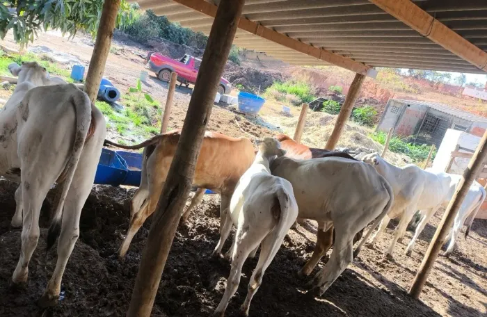 5 novilhas (qualidade) aneloradas 20 mil nelas