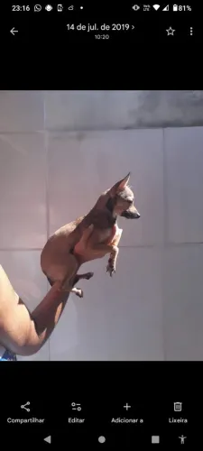 PROCURO PINSCHER ZERO PARA CRUZAR COM MINHA FEMEA