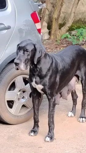 Dogue Alemão Filhotes 