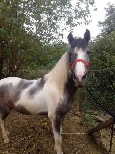Cavalo mangalarga paulista marcha batida VENDO OU TROCO 