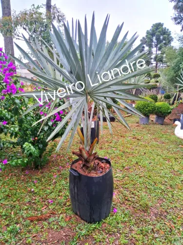 Palmeira Azul Bismarckia 