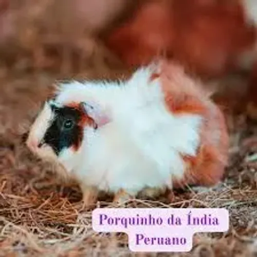 Porquinho da índia peruano