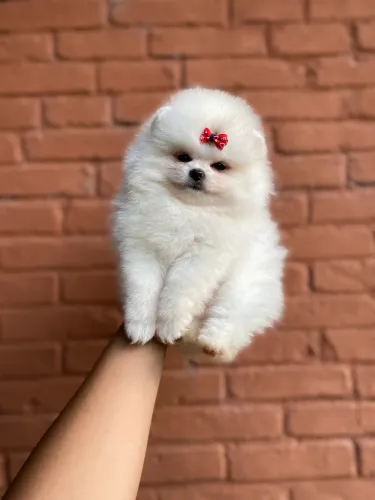 LULU DA POMERANIA EXCLUSIVO!!!