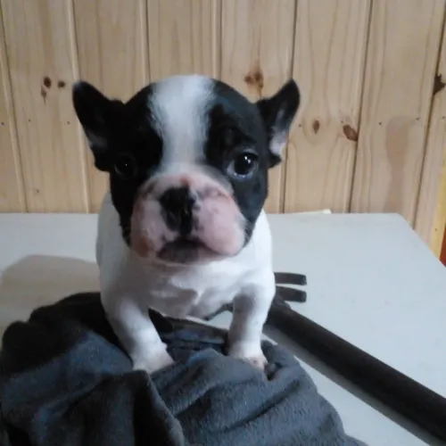 Filhote de buldogue francês