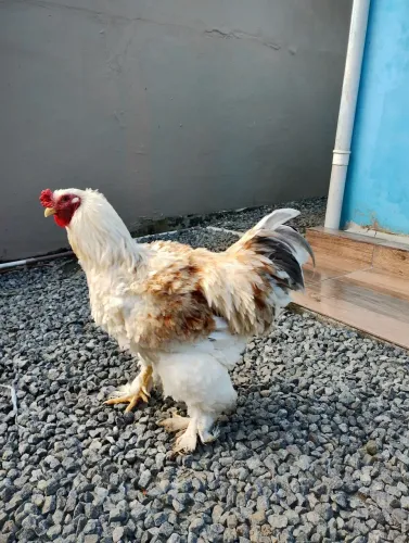 Vendo galos Brahma 
