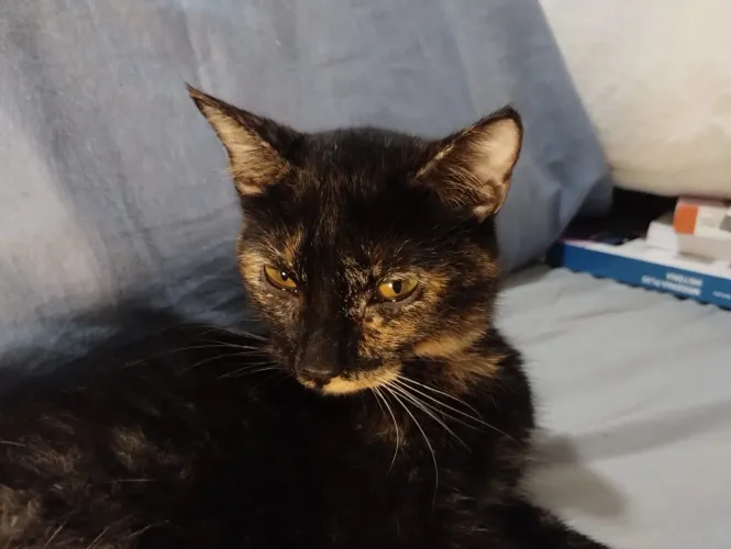 Gatinha fêmea para adoção 
