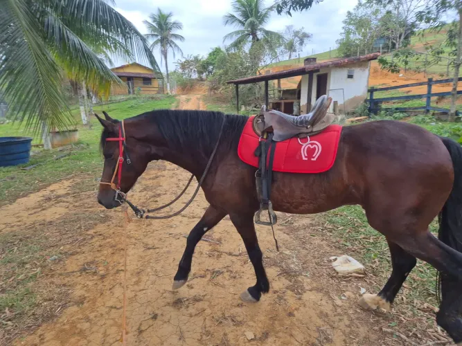 Cavalo de patrão
