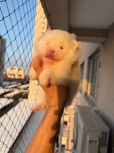 Spitz alemão (Lulu da pomerania) machos e fêmeas