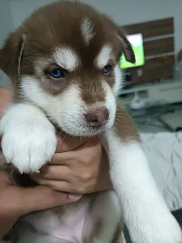 Husky Siberiano